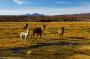 (c) Copyright - Raphael Kessler 2014 - Bolivia - Salar Tour Day 2