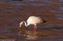 (c) Copyright - Raphael Kessler 2014 - Bolivia - Salar Tour Day 2